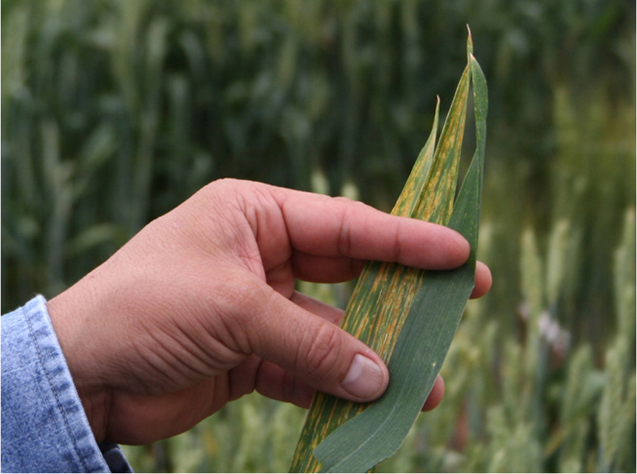 Wheat leaf with rust spot infection next to an uninfected leaf